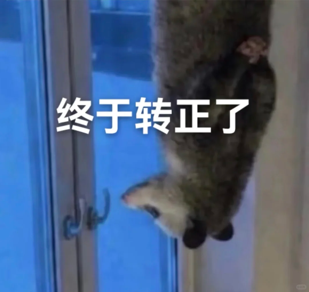 负鼠表情包爆火背后的自嘲！当代年轻人的反话文学嘴替