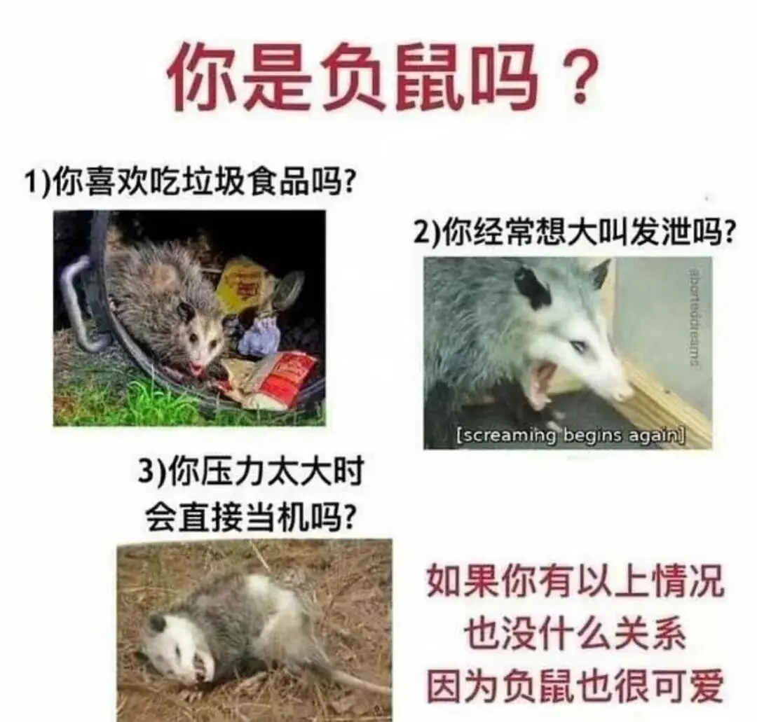 负鼠表情包爆火背后的自嘲！当代年轻人的反话文学嘴替
