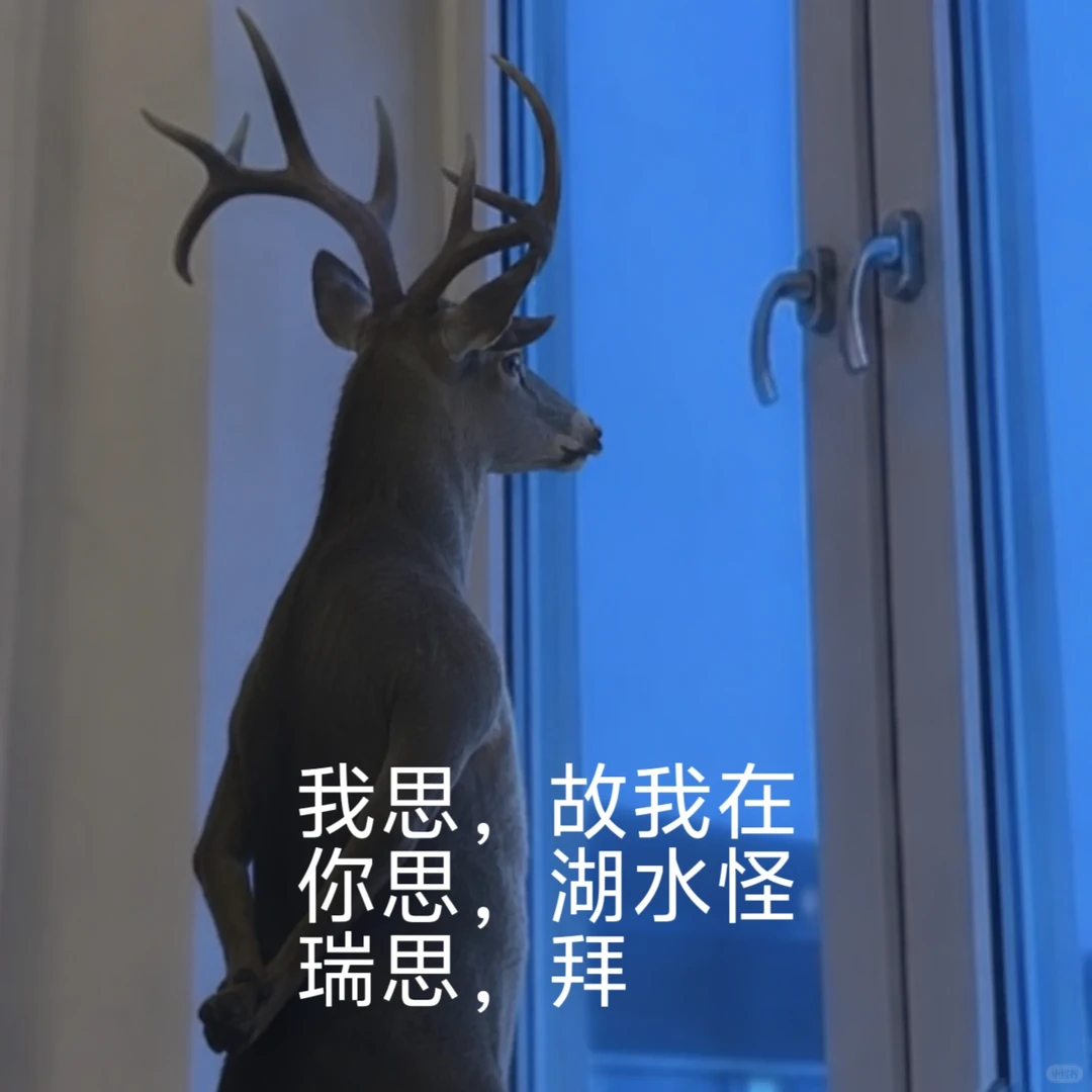 负鼠表情包爆火背后的自嘲！当代年轻人的反话文学嘴替