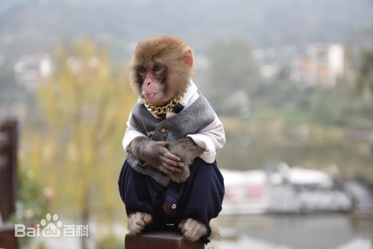 猴房东与狗房客：零人类干预的动物真人秀《我们的朋友》看点揭秘