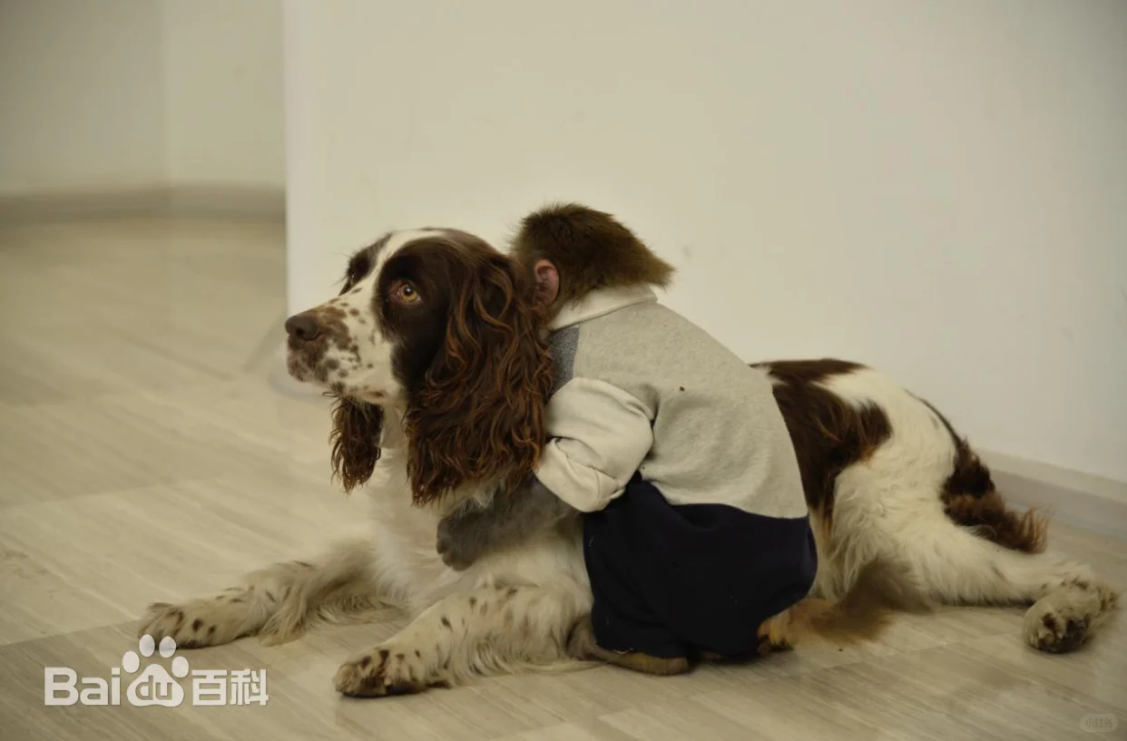 猴房东与狗房客：零人类干预的动物真人秀《我们的朋友》看点揭秘