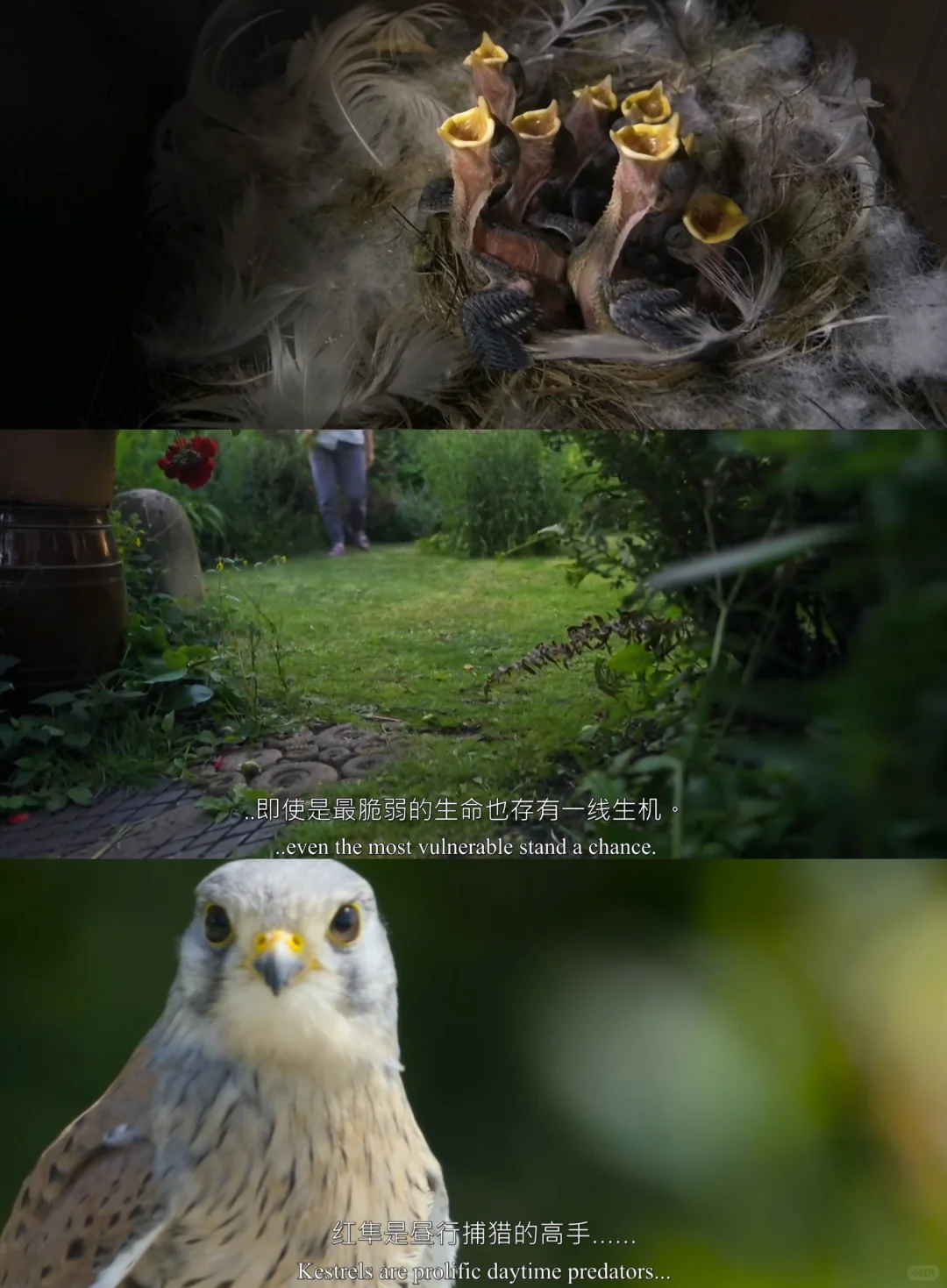BBC自然纪录片《后院里的秘密生物》大卫爱登堡收官之作 - ACGFav